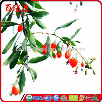 Vendita bacche di goji where can i purchase goji berries wolfberry goji